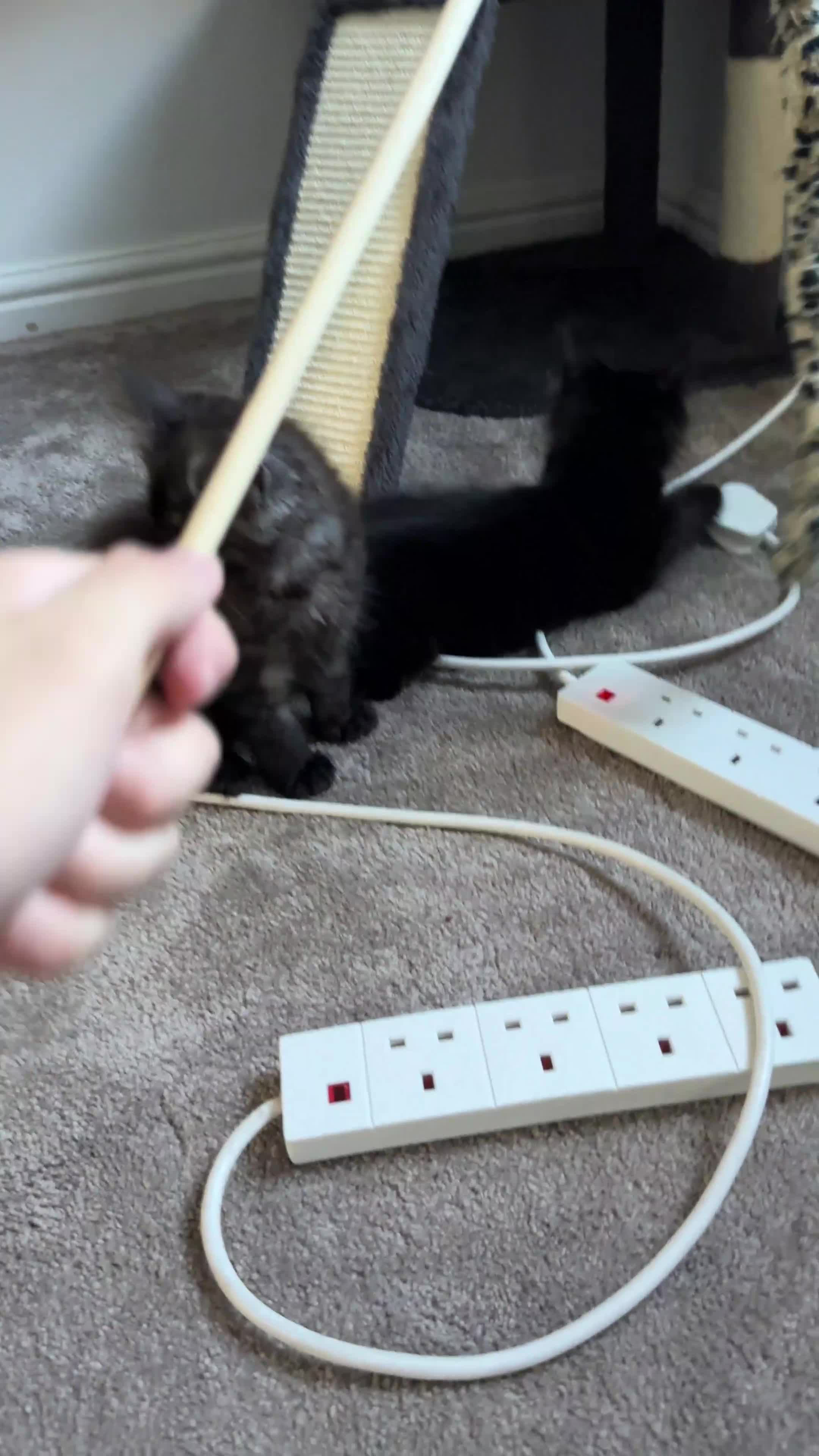 Maine Coon cats for sale: Pedigree Maine CoonsBlack Male & BlackSmoke Female - Video 1