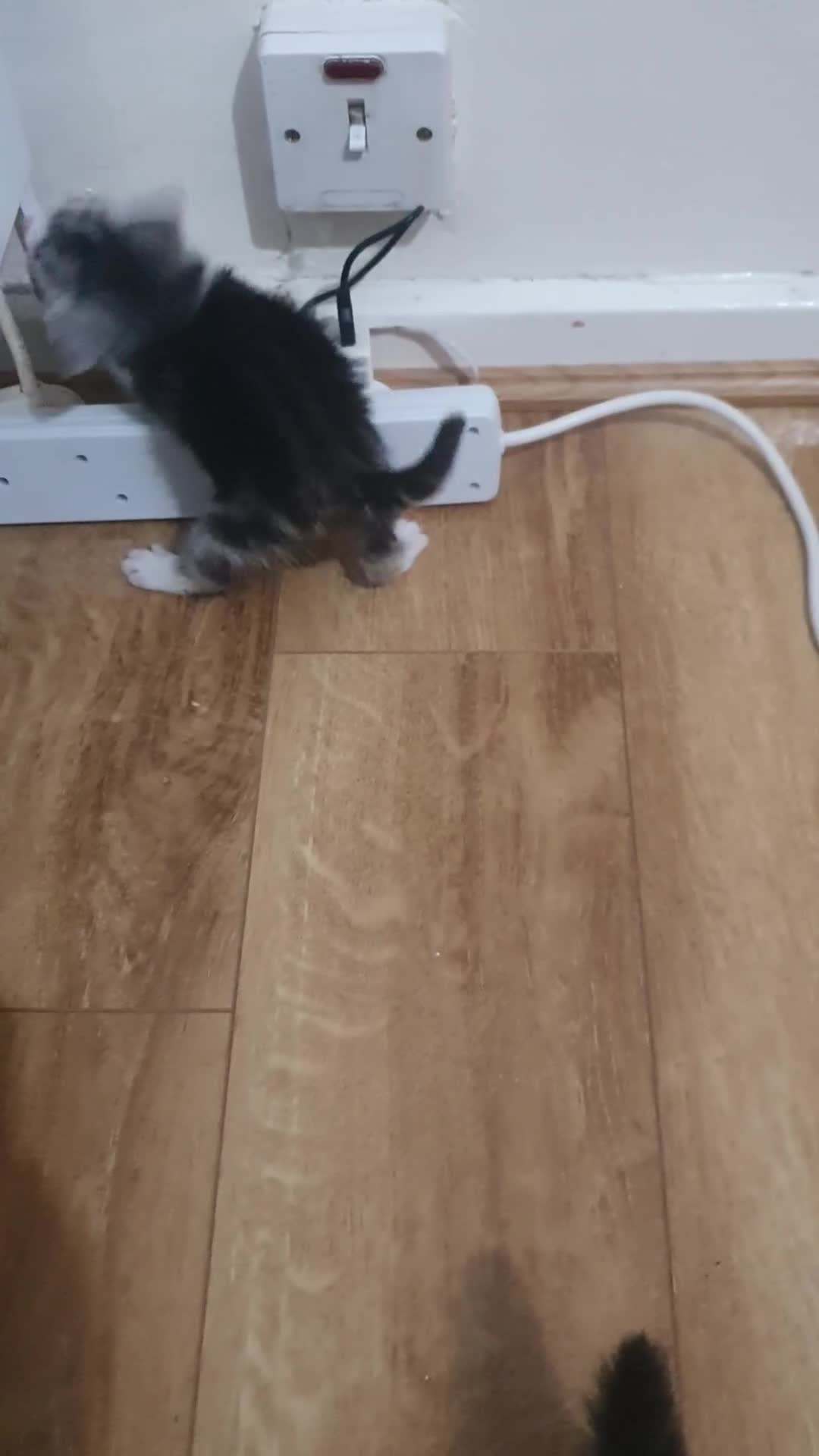 Mixed Breed cats for sale: Beautiful 3 kittens,born 20th August - Video 1