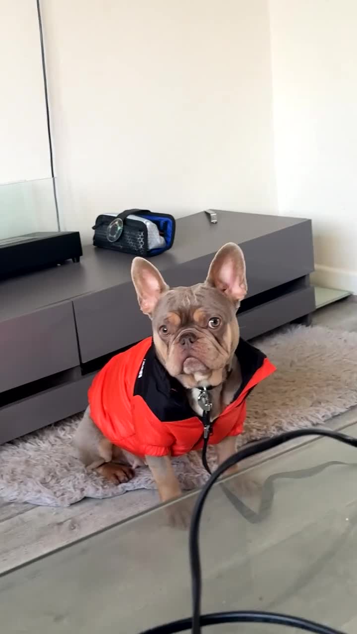 French Bulldog dogs for sale: Frenchbulldog 2 year  - Video 1