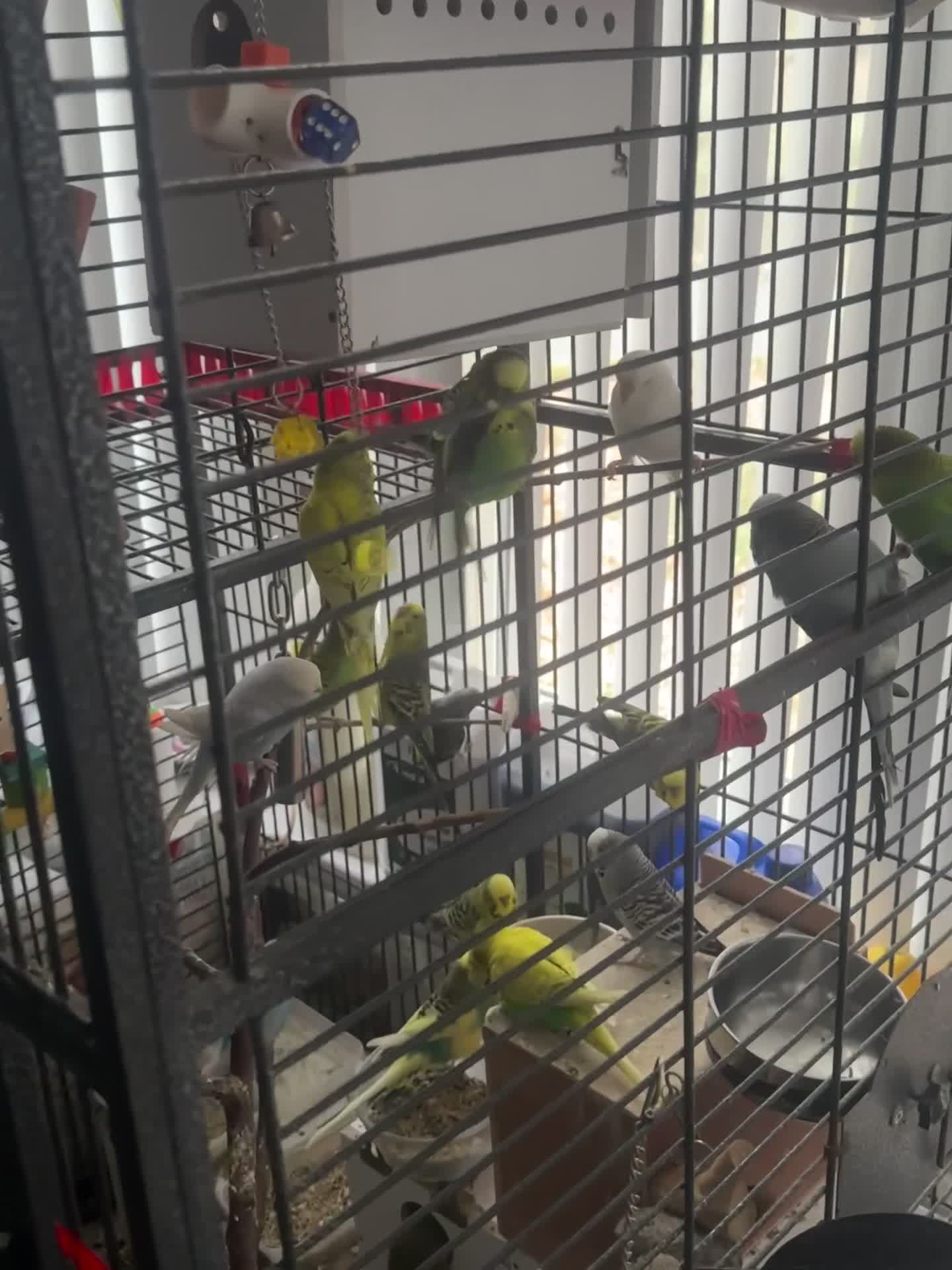 Budgerigars birds for sale: Mixed budgies - Video 2