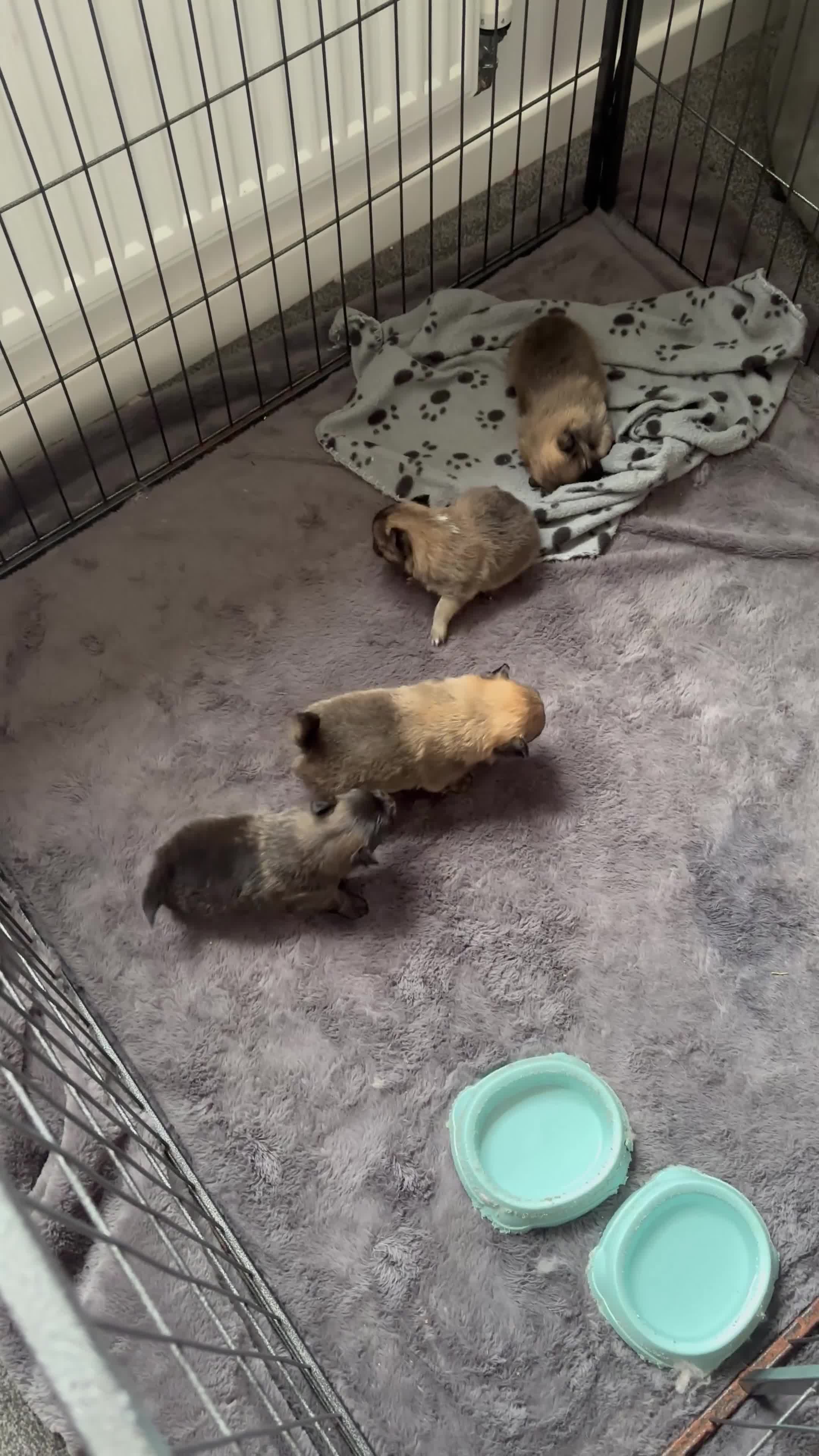 Pomeranian dogs for sale: Beautiful Pomeranian puppies  - Video 1
