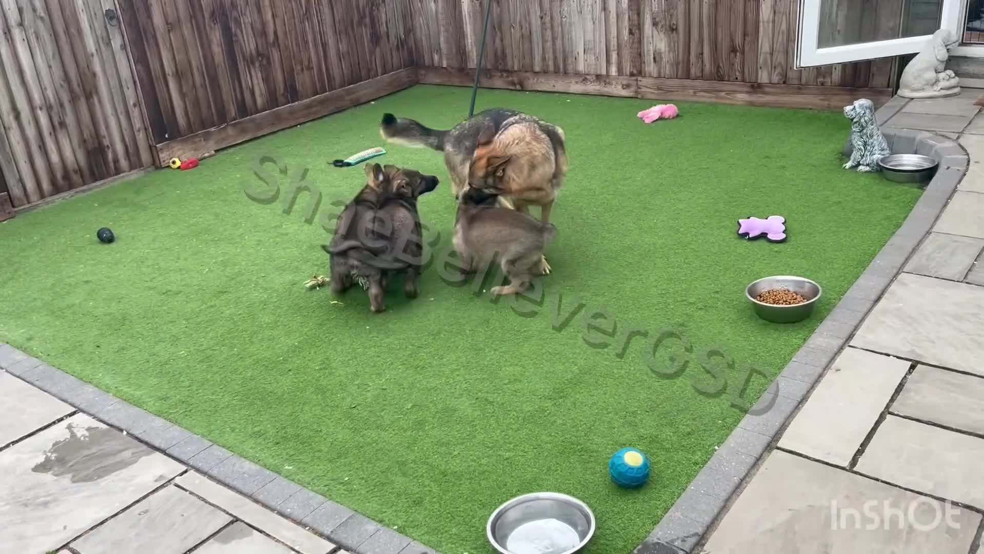 German Shepherd dogs for sale: KC Reg full health tested gorgeous pups ❤️ - Video 2