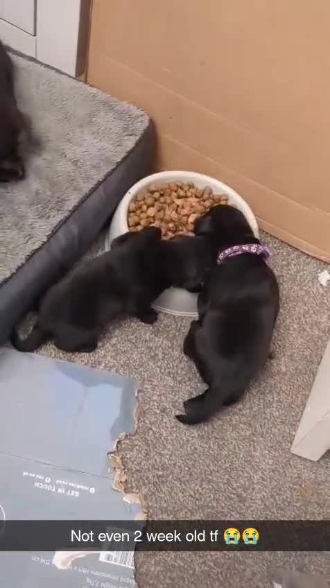 Labrador Retriever dogs for sale: Silver Labrador puppies  - Video 4