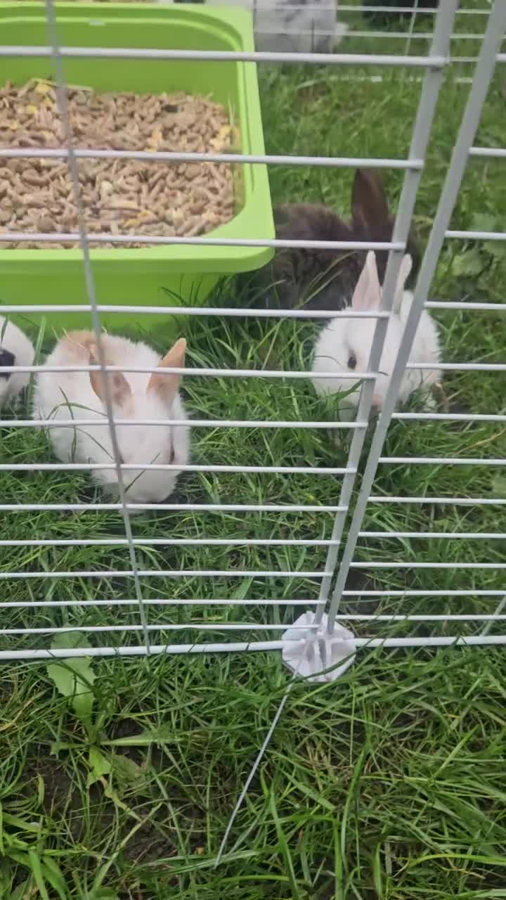 Mixed Breed rabbits for sale: They are mix Rex and Dutch  - Video 1