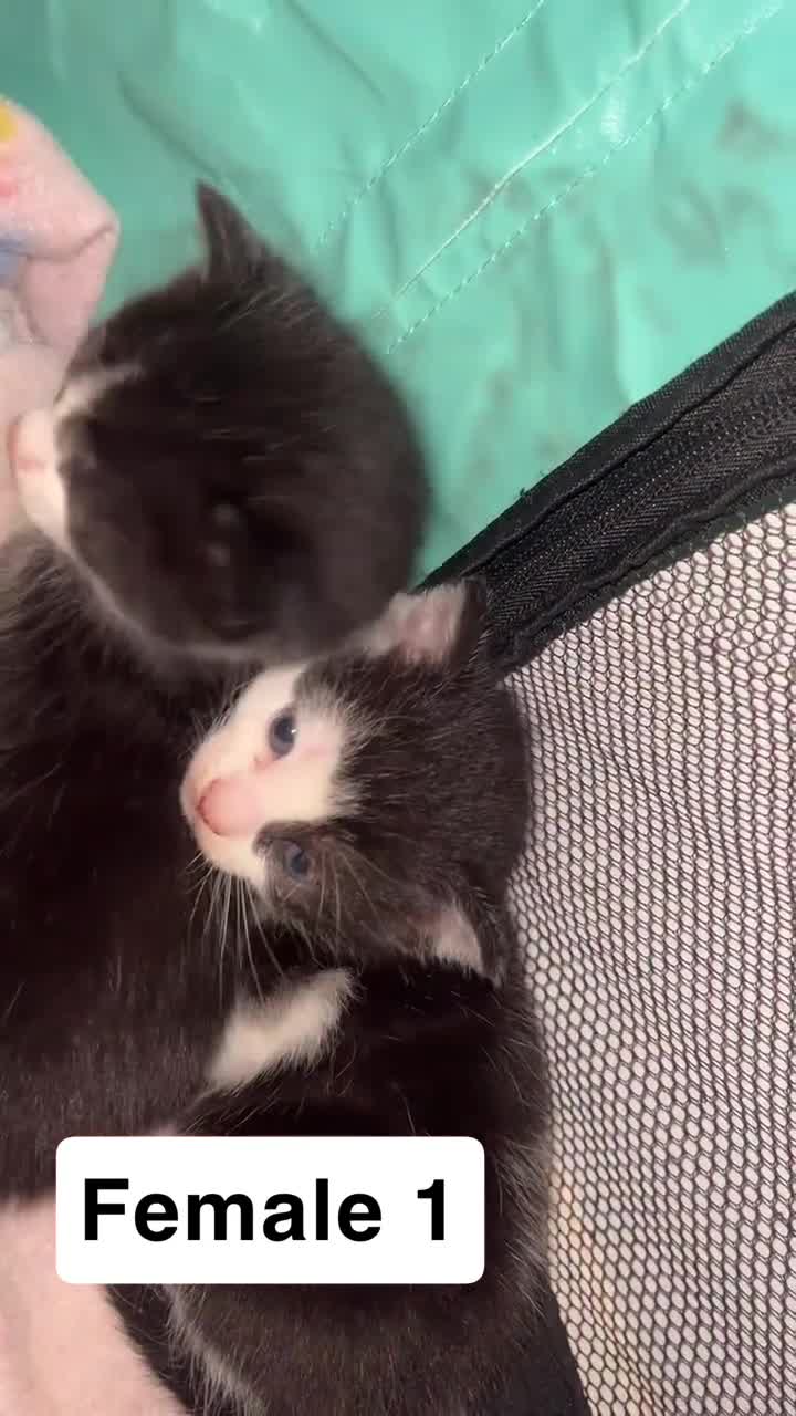 Mixed Breed cats for sale: SUPER CUTE KITTENS FOR SALE - Video 4