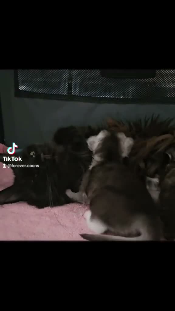 Maine Coon cats for sale: Beautiful TICA Purebred Maine Coon Kittens - Video 3