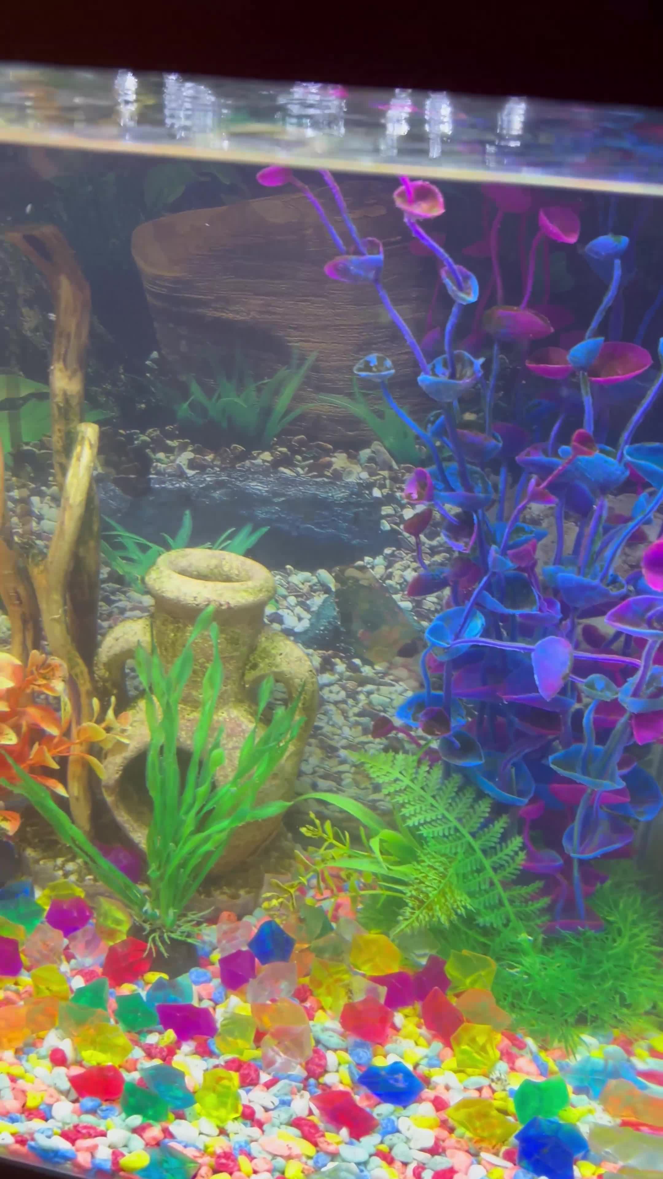 Goldfish fish for sale: Three goldfish - Video 1