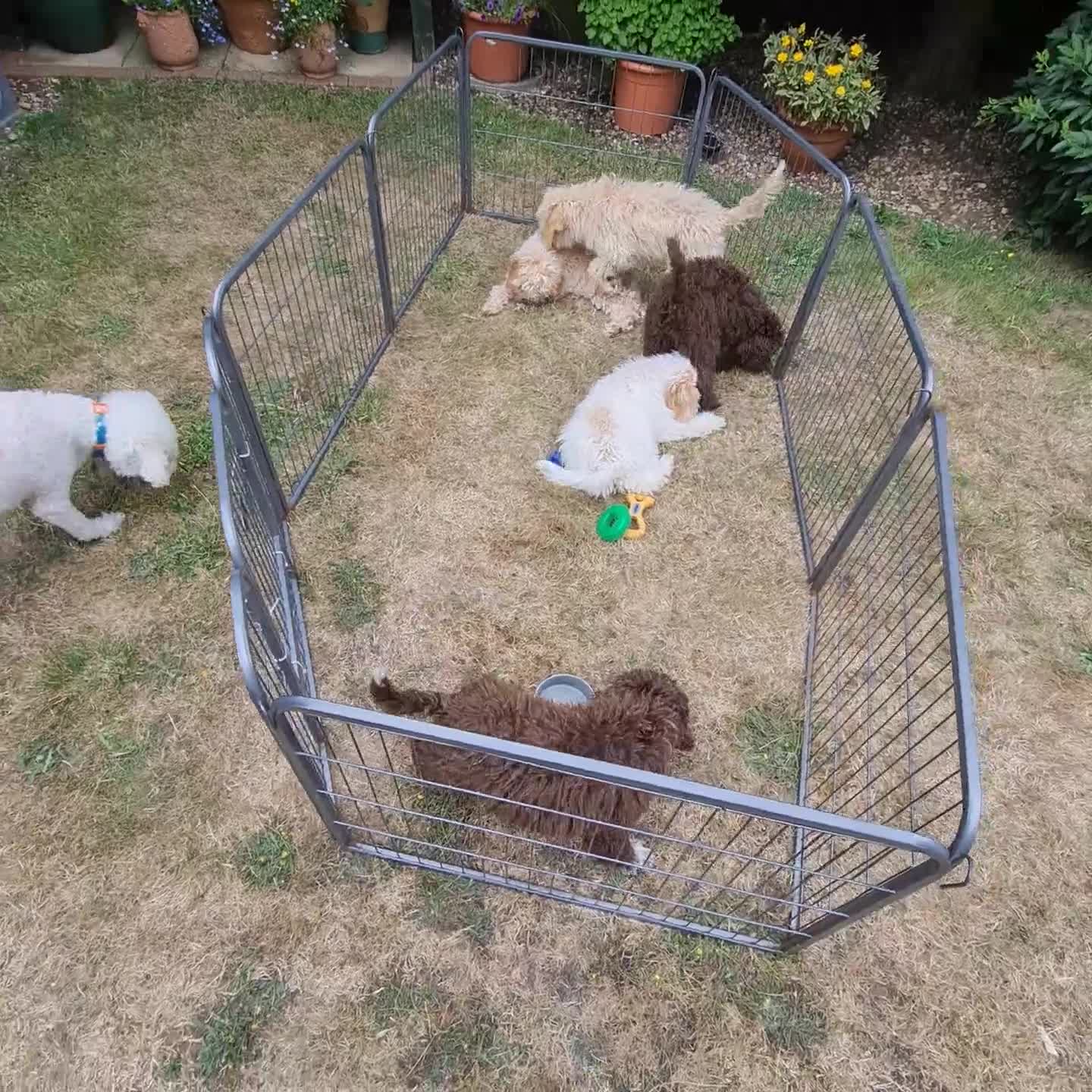 Lagotto Romagnolo dogs for sale: ❗️Ready to go❗️Lagotto - The best breed ever in London - Video 5