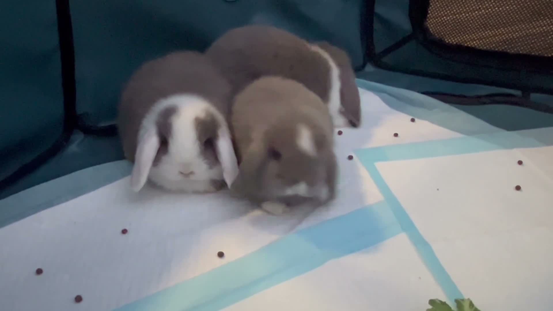 Mini Lop rabbits for sale: Mini lop babies  - Video 1