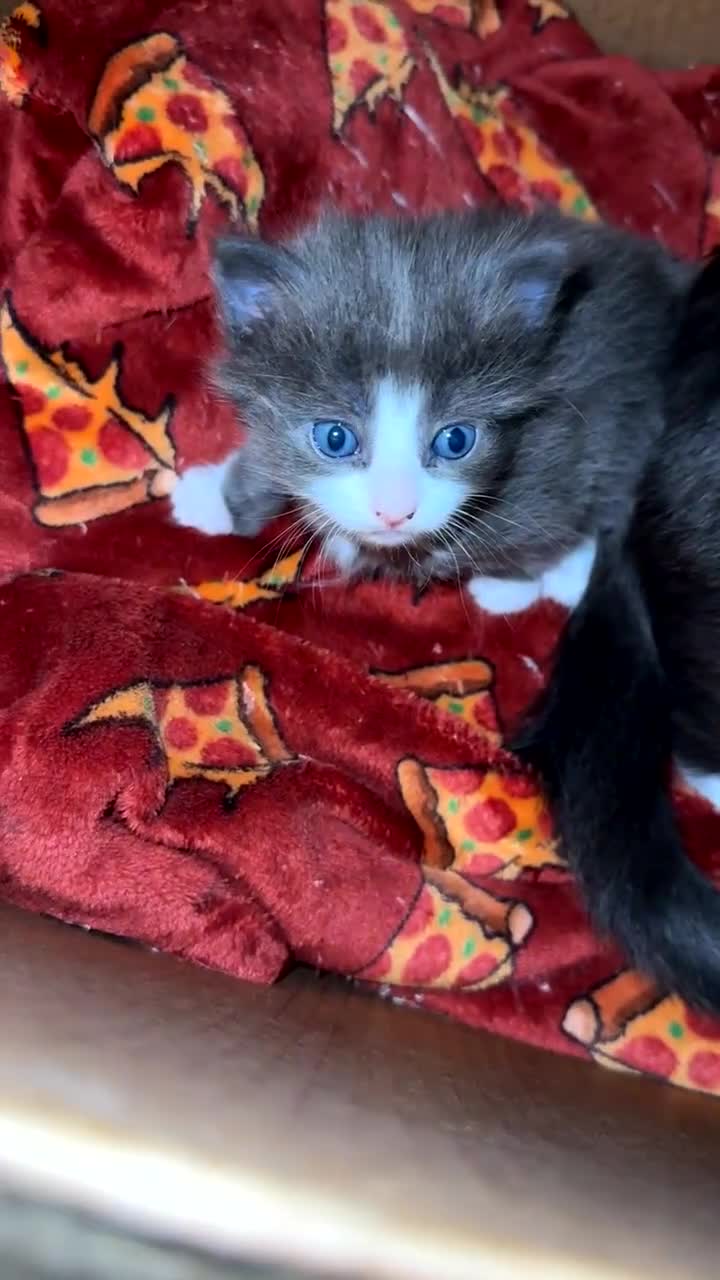 British Longhair cats for sale: Extremely fluffy kittens  - Video 2