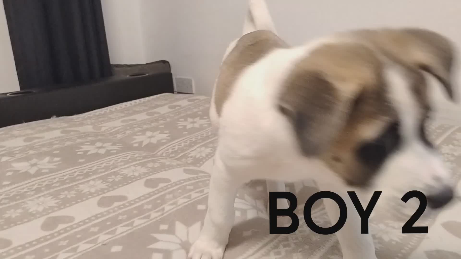 Akita dogs for sale: Three Beautiful American Akita Girls for sale - Video 4