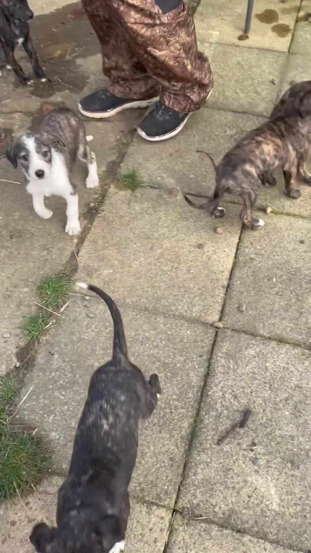 Lurcher dogs for sale: lurcher pups - Video 3