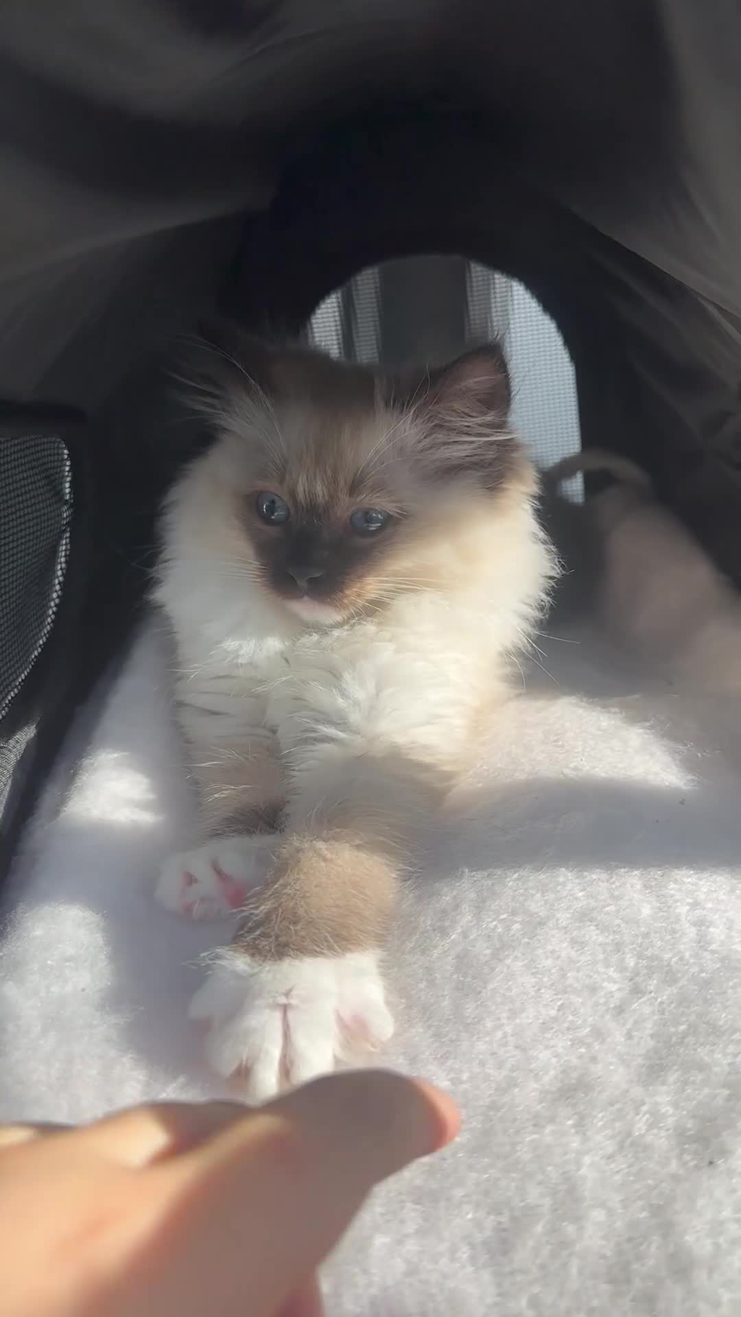 Ragdoll cats for sale: Lovely kitten ready for her forever home 🩷 - Video 1