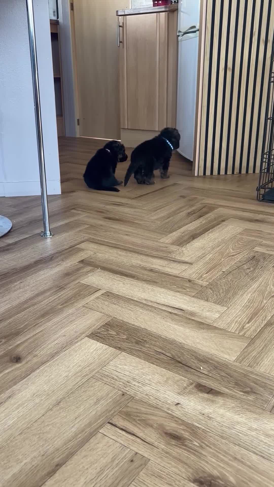 German Shepherd dogs for sale: German shepherd puppies kc registered  - Video 1