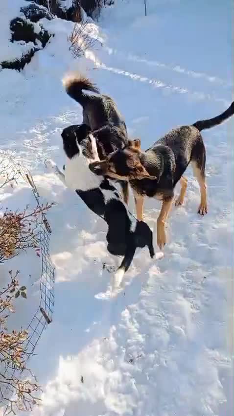 Mixed Breed dogs for adoption: ❤️MATILDA❤️ 10 months, low medium below the knee) - Video 3