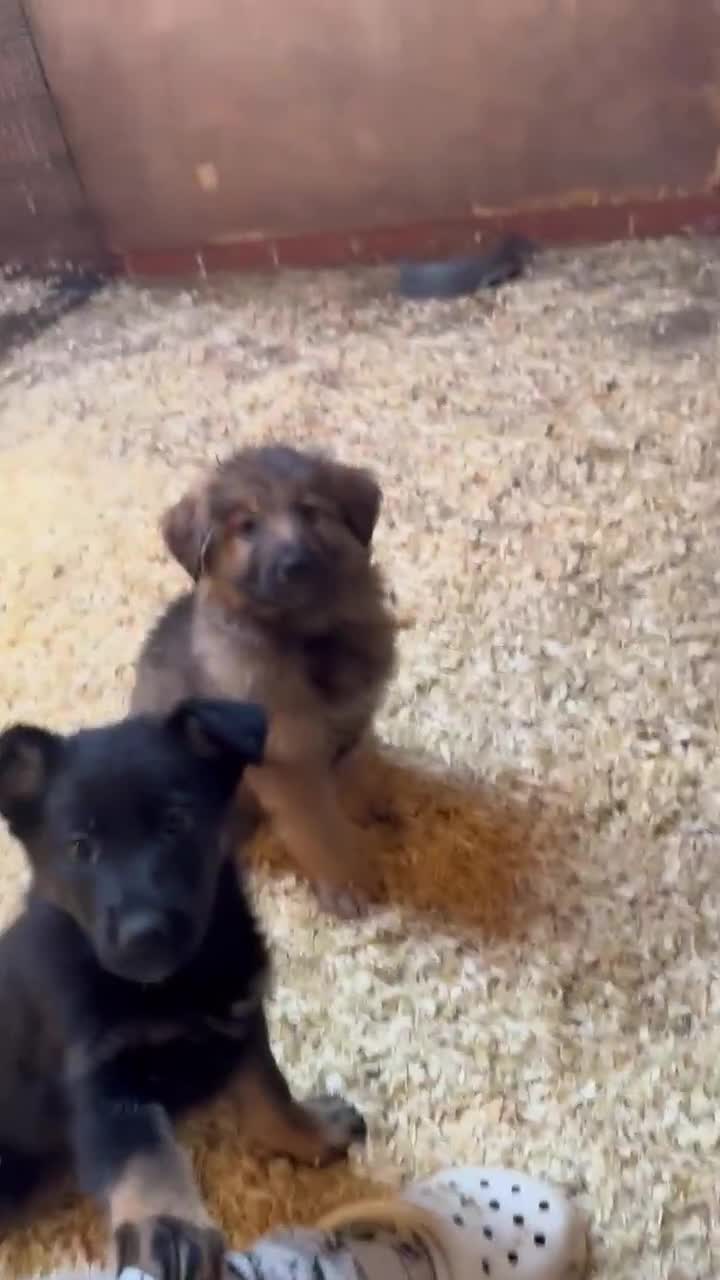 German Shepherd dogs for sale: 4 stunning german Shepherd pups. Very chunky.  - Video 2