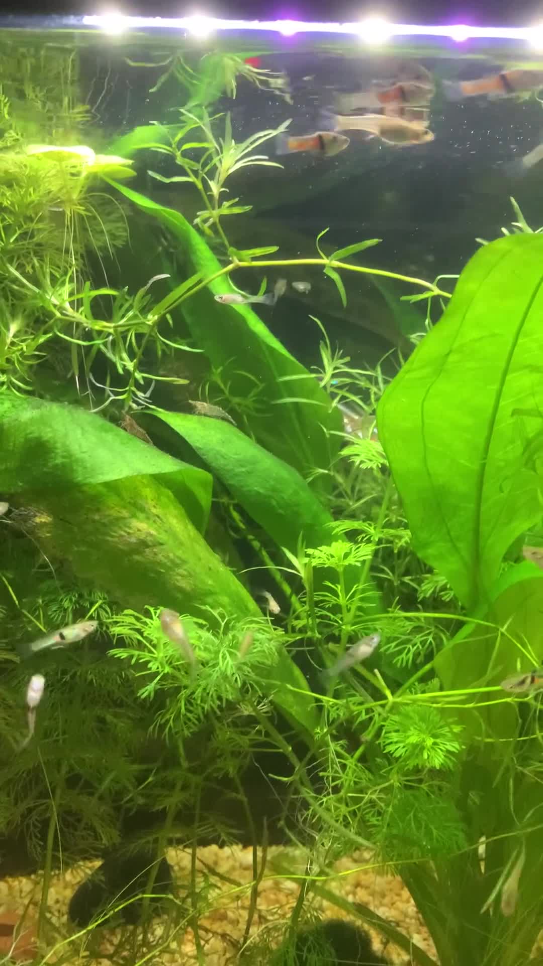 Live Bearers fish for sale: Mixed Sex and Mixed Age Endlers in Witney - Video 1