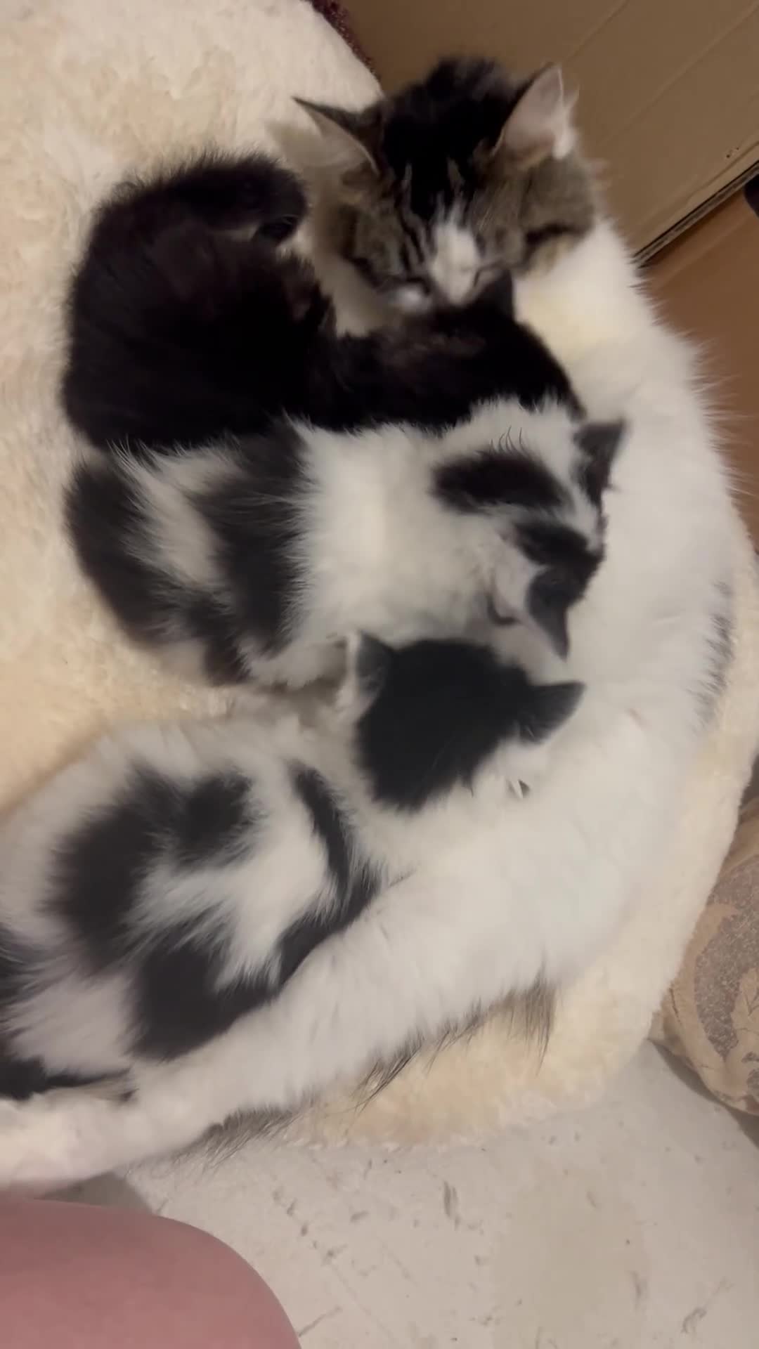 Mixed Breed cats for sale: 2 mixbreed boy kittens available  - Video 2