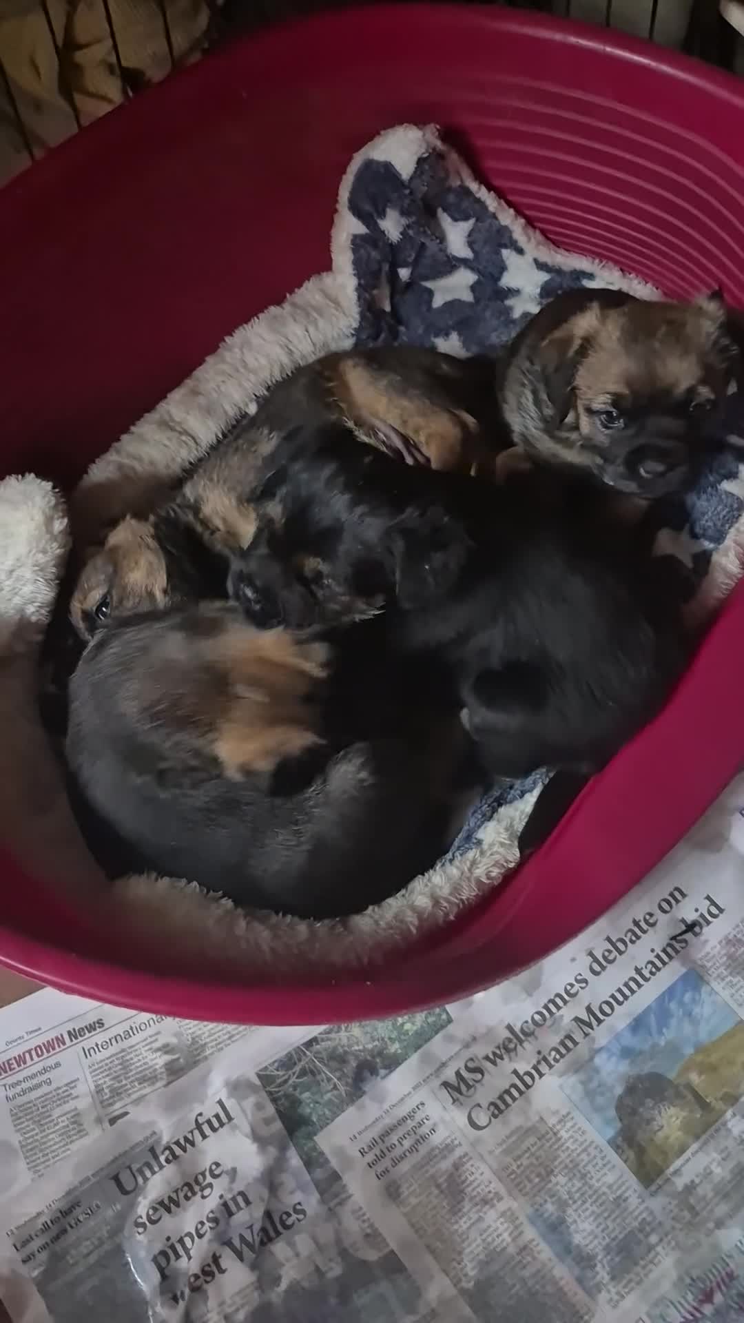 Border Terrier dogs for sale: Adorable Border Terrier pups for sale  - Video 2