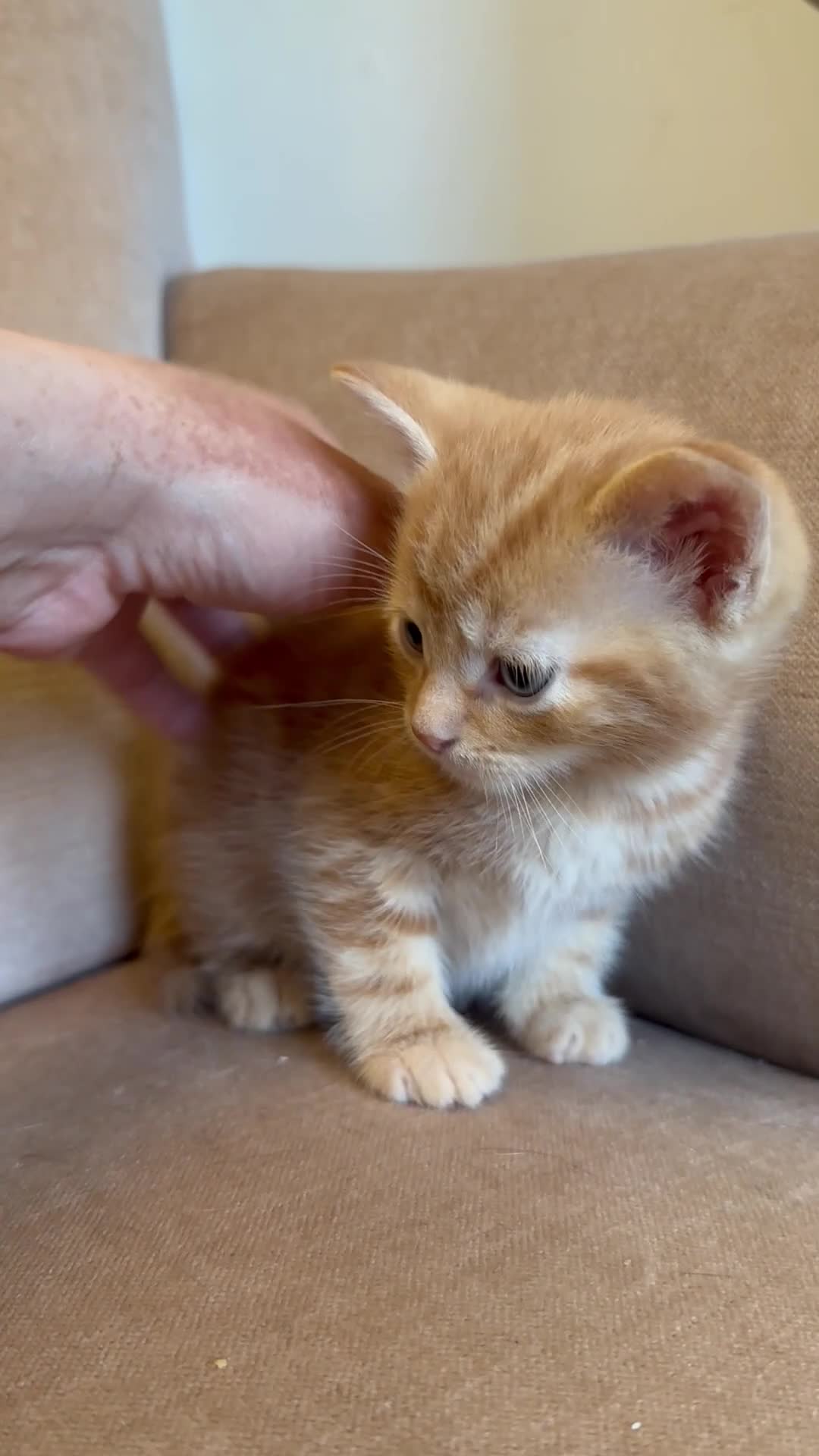 Mixed Breed cats for sale: 4 ginger boys 1 tabby girl  - Video 1