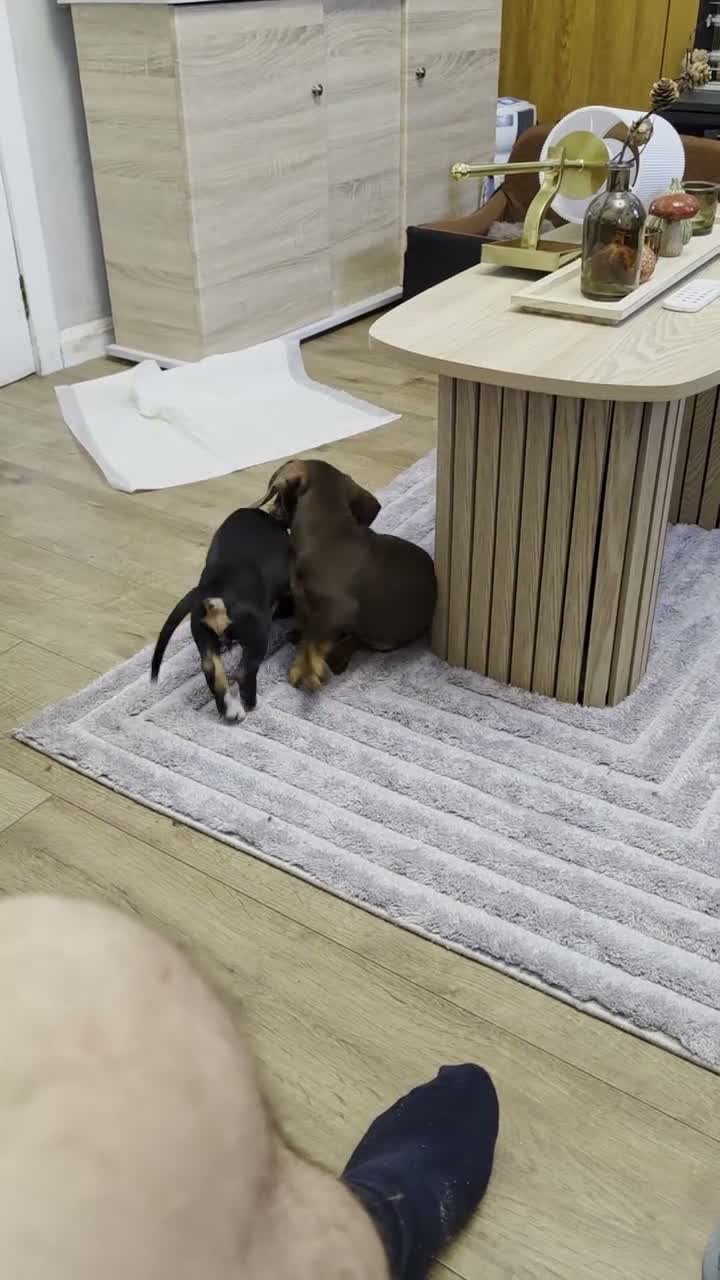 Miniature Dachshund dogs for sale: 2 FEMALE MINIATURE DACHSHUND PUPPIES  - Video 1