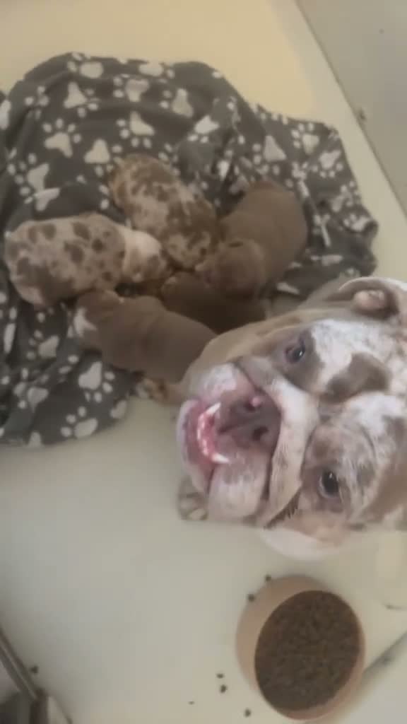 English Bulldog dogs for sale: Beautiful British bull dog puppies in Birkenhead - Video 2
