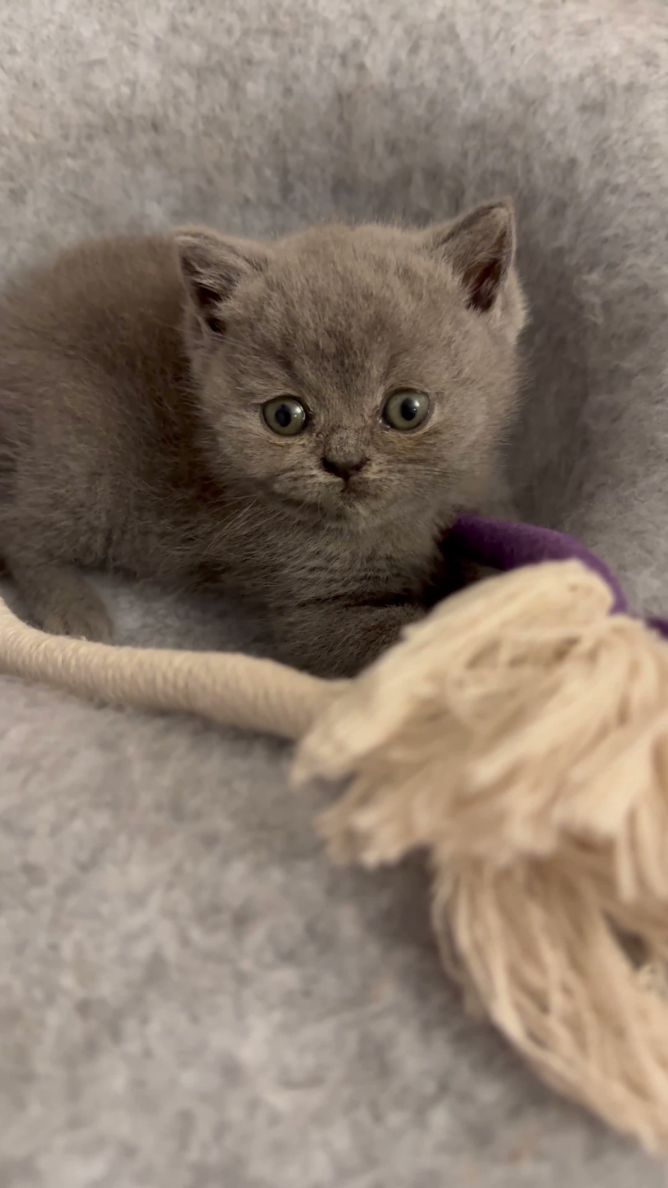 British Shorthair cats for sale: Beautiful British Shorthair kittens to reserve - Video 1