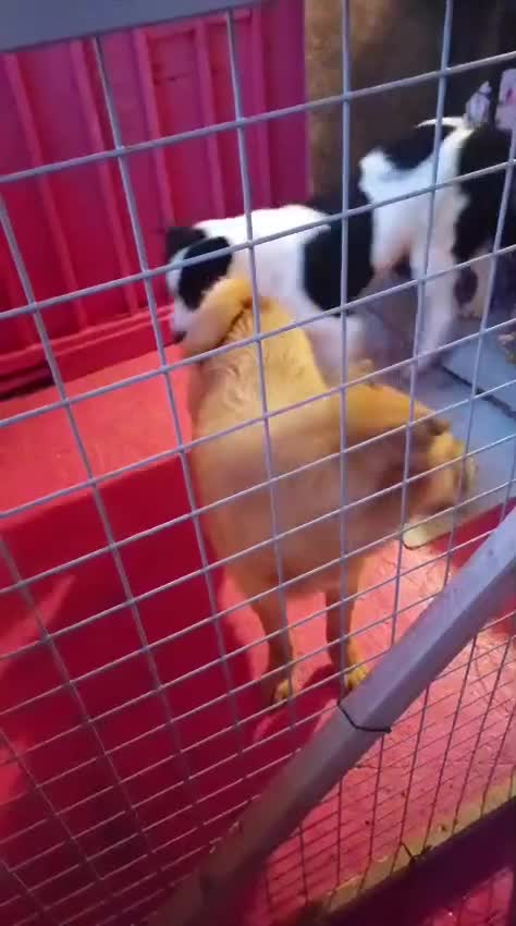 Mixed Breed dogs for adoption: 🐾💔 Two souls urgently in need for home 💔🐾 - Video 1