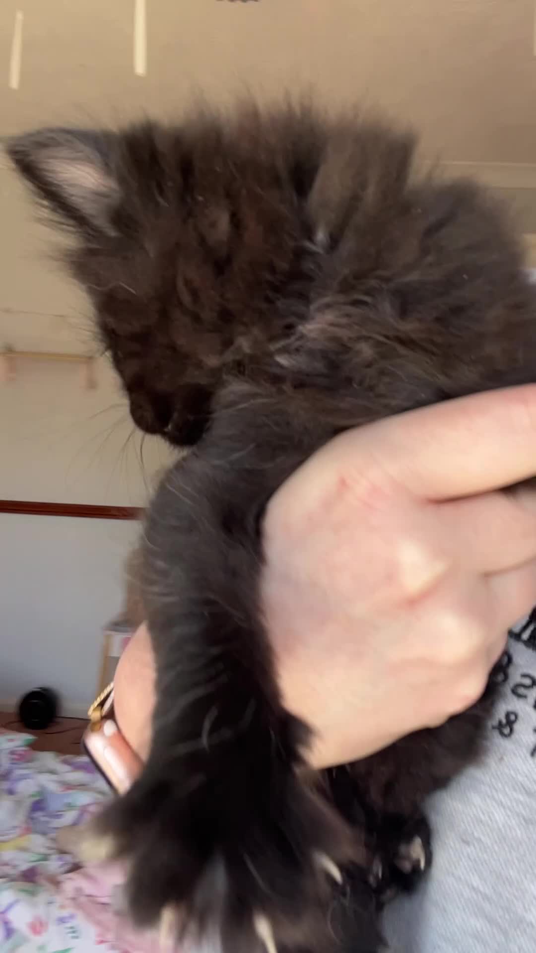 Mixed Breed cats for sale: bengal/tabby X Maine coone kittens  in Brighton - Video 4