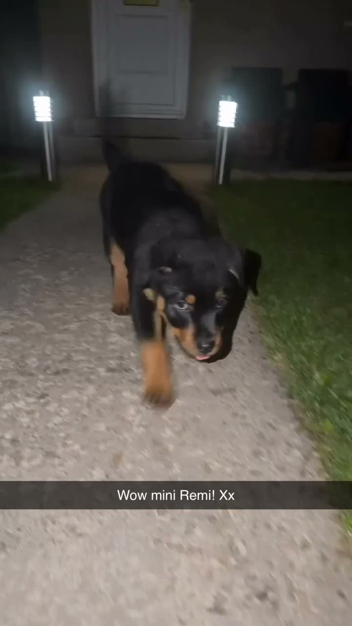 Rottweiler dogs for sale: Female Rottweiler 🩷 - Video 1