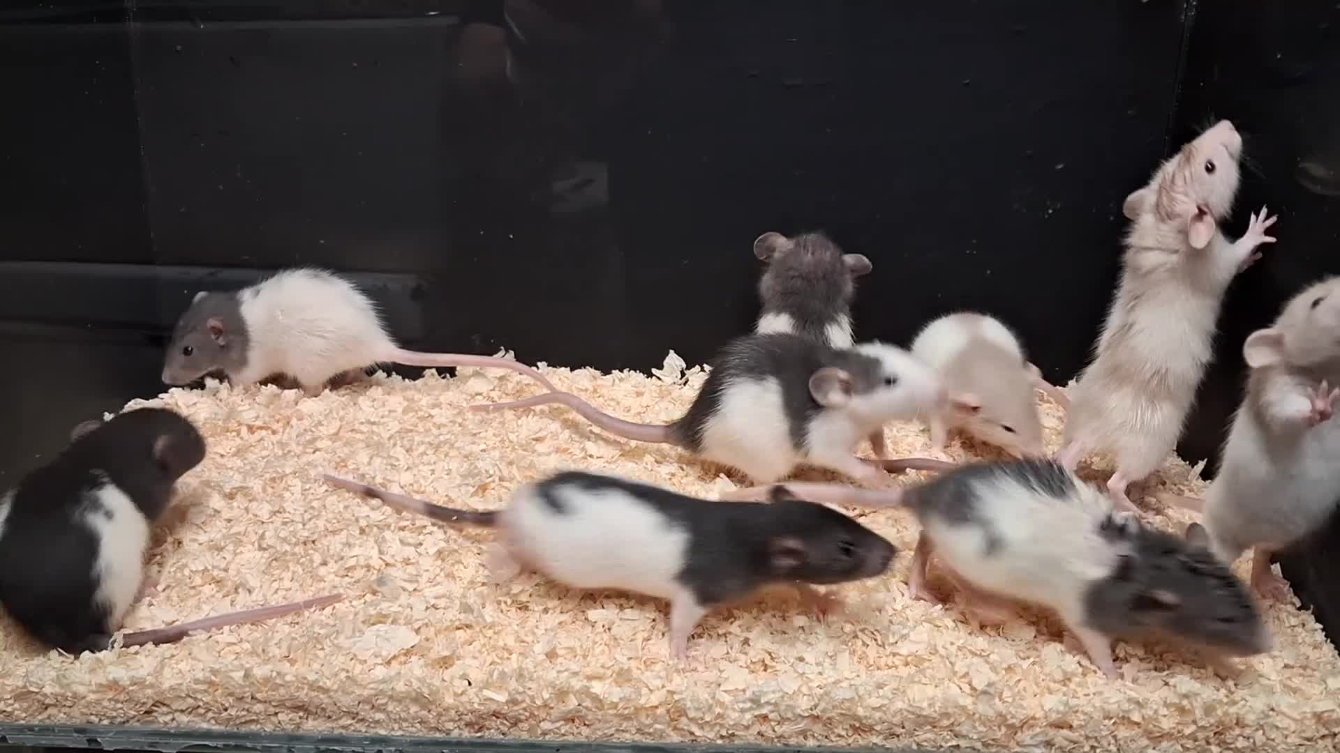 Rat rodents for sale: Baby Dumbo Rat's  - Video 2
