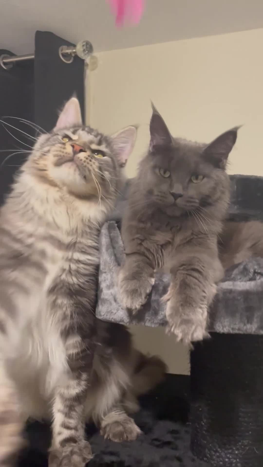 Maine Coon cats for sale: Giant Russian Mainecoons Kittens - Video 3