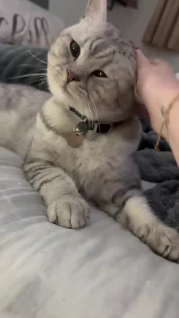 British Shorthair cats for stud: Chunky For STUD silver British Short Hair  - Video 2