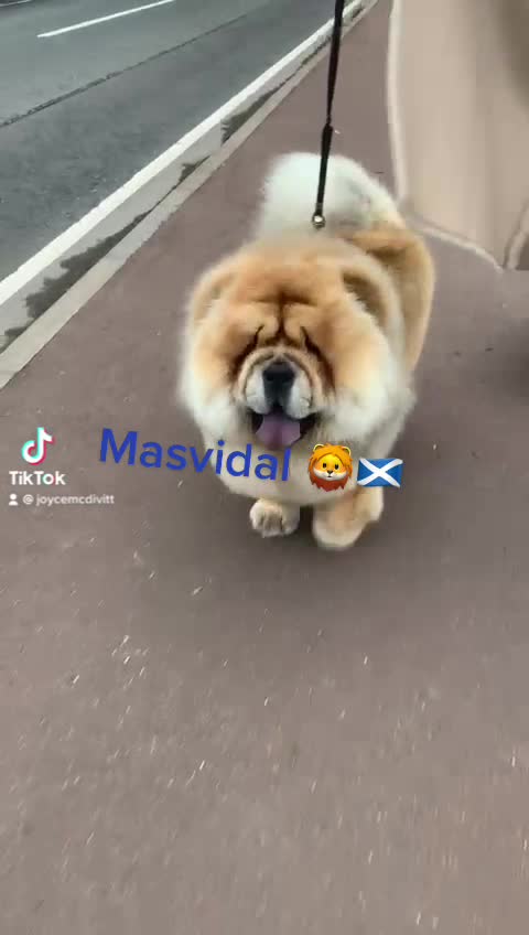 Chow Chow dogs for stud: Stunning chow chow in Lanark - Video 2