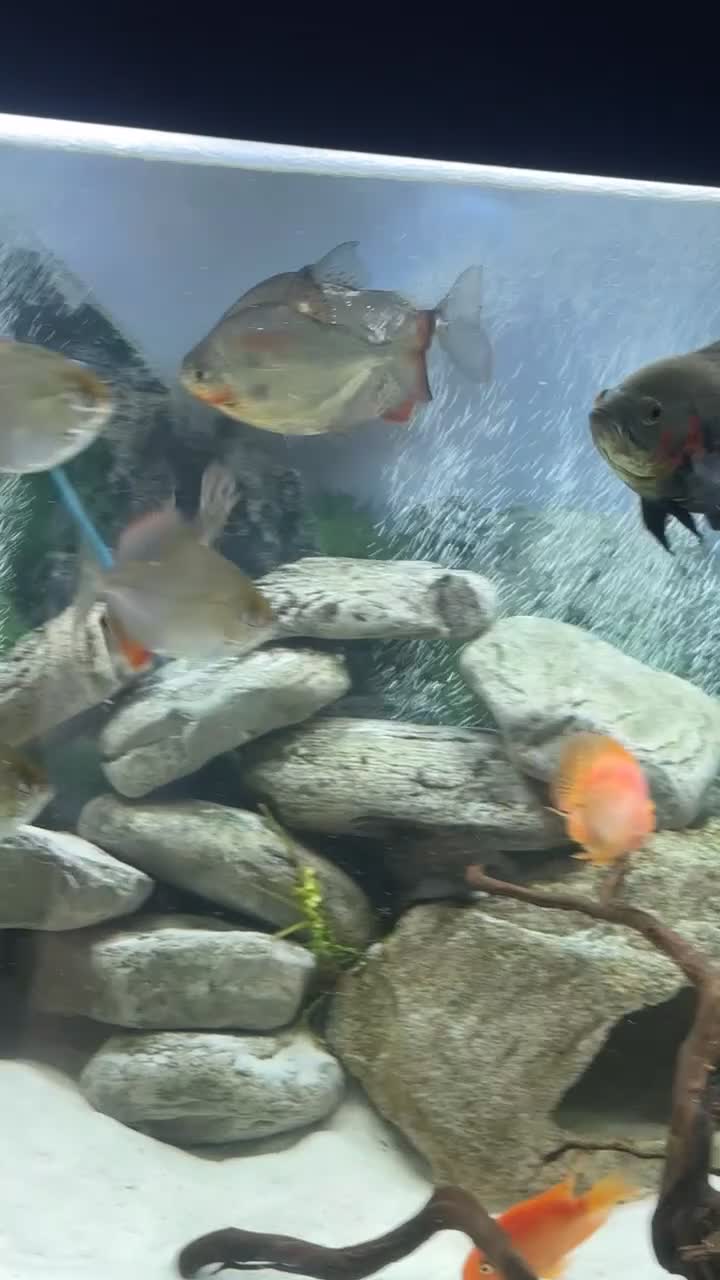 Other/Mixed Breed fish for sale: 3 large silver dollars and 1 syndontis catfish  - Video 1