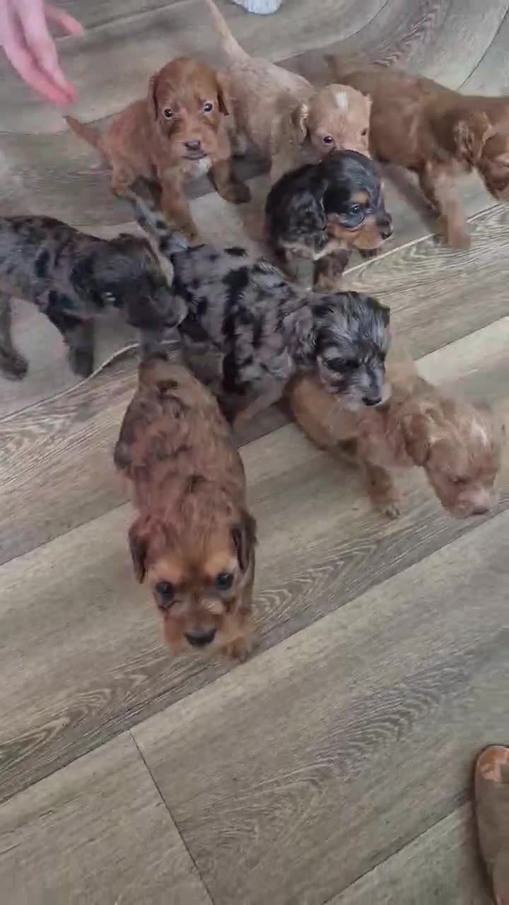 Cockapoo dogs for sale: F1 cockapoo babies ready end of april  - Video 1