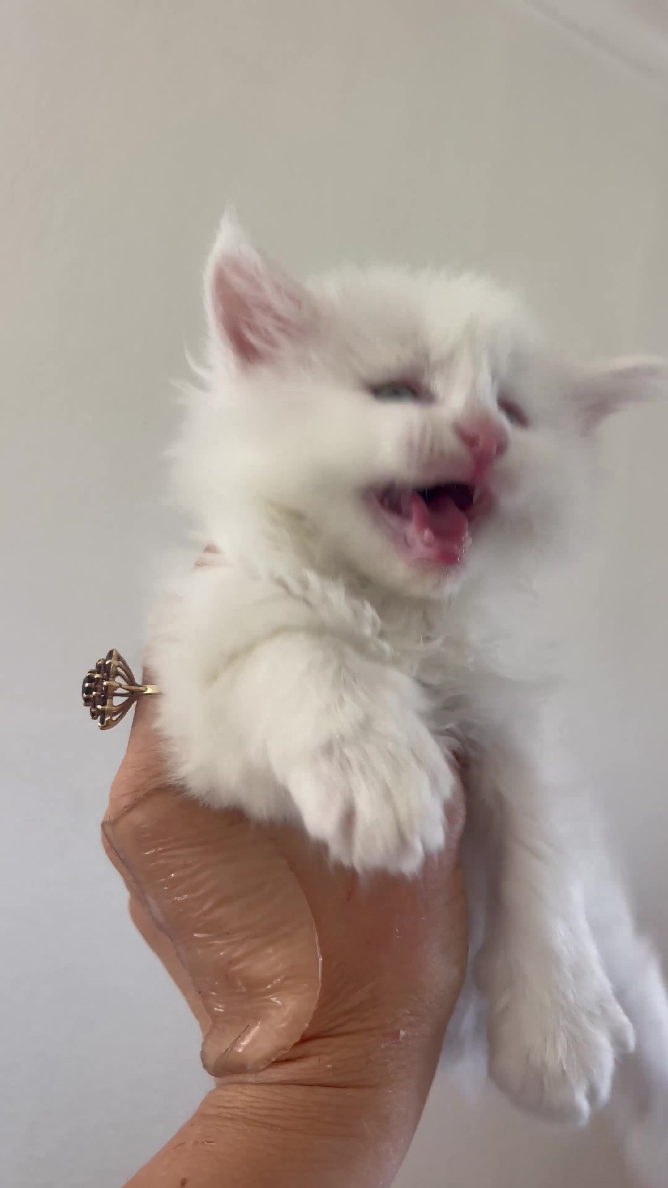 Maine Coon cats for sale: Maine Coon boy - Video 1