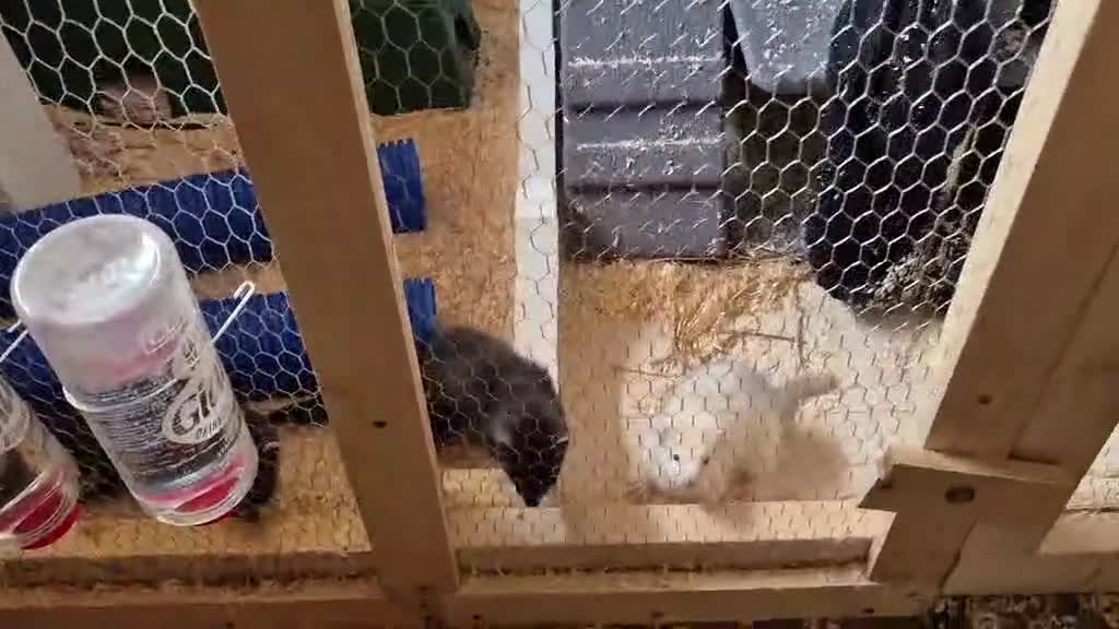 Ferret rodents for sale: 4 young ferrets for new homes - Video 1