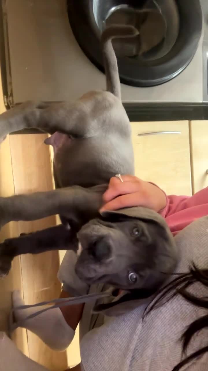 Mixed Breed dogs for sale: Cane corso/Great Dane puppies for sale ✨✨ - Video 1