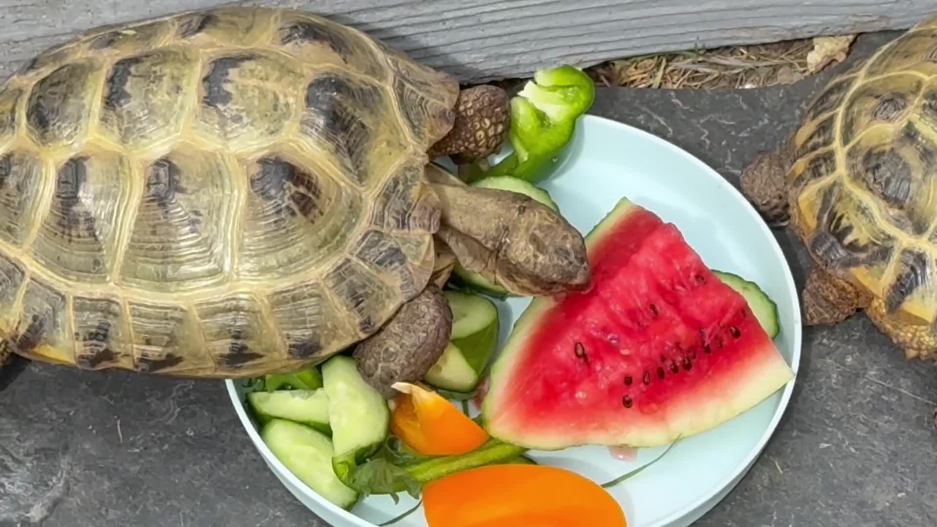 Hermann Tortoise reptiles for sale: 2 Hermann tortoises - Video 2