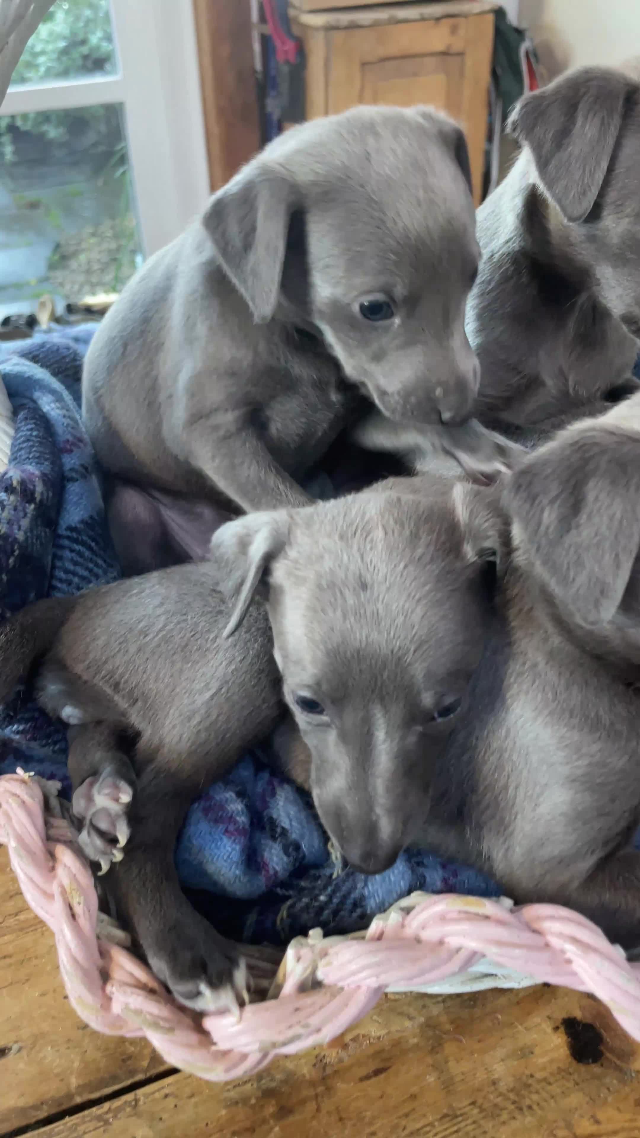 Whippet dogs for sale: KC REGISTERED BLUE WHIPPET PUPPIES in Gloucester - Video 1