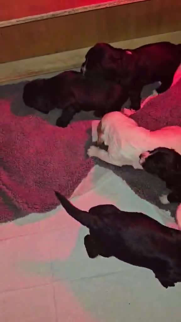 Sprocker dogs for sale: Sprocker Spaniel Puppies - Video 1