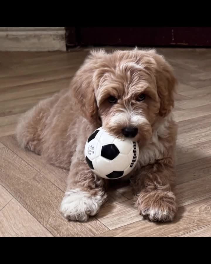 Australian Labradoodle dogs for sale: Multi-Gen Australian Labradoodle Puppies - Video 1