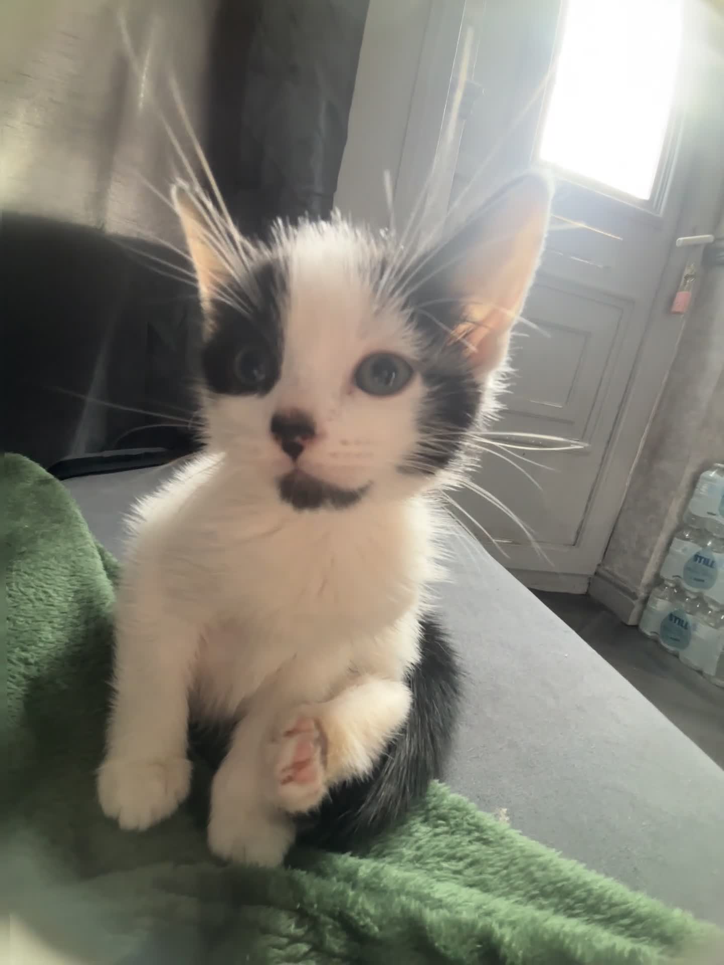 Mixed Breed cats for sale: Cute kittens looking for a forever home 🏡 💗 - Video 1