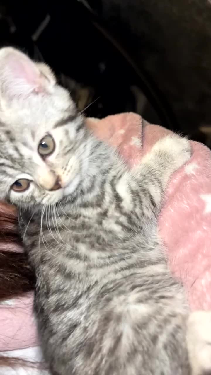 British Shorthair cats for sale: 1 beautiful bsh kitten  - Video 1