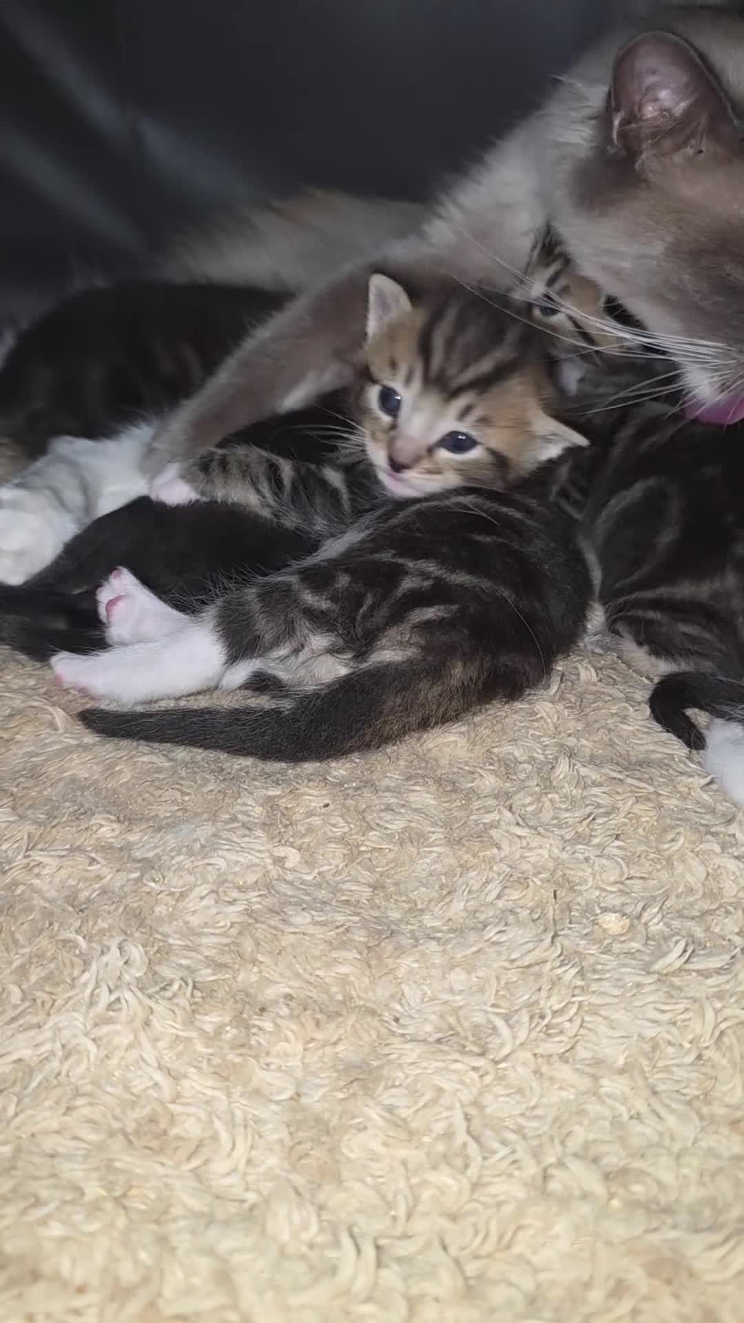 Ragdoll cats for sale: Ragdoll cross kittens for sale in Bolton - Video 4