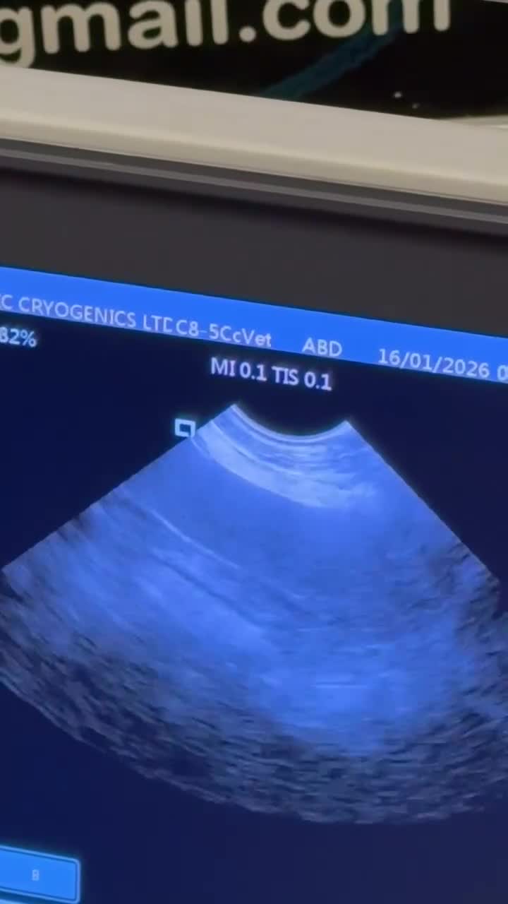 Australian Shepherd dogs for sale: Expected KC & health tested litter of Aussie pups - Video 1