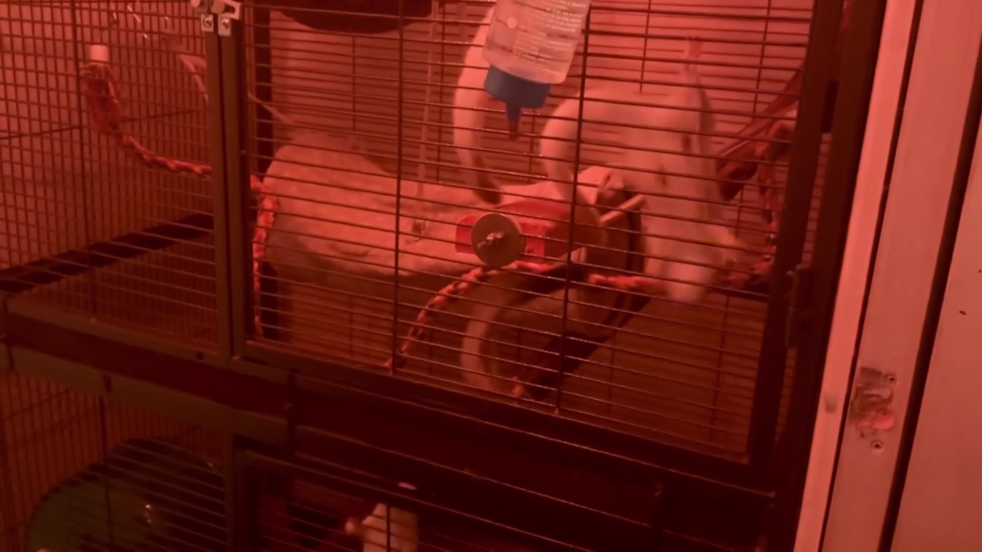 Sugar Glider rodents for sale: Baby sugar gliders ready now  - Video 4
