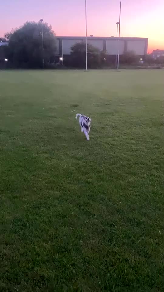 Jack Russell dogs for sale: 1 year old Jack Russel male  - Video 2