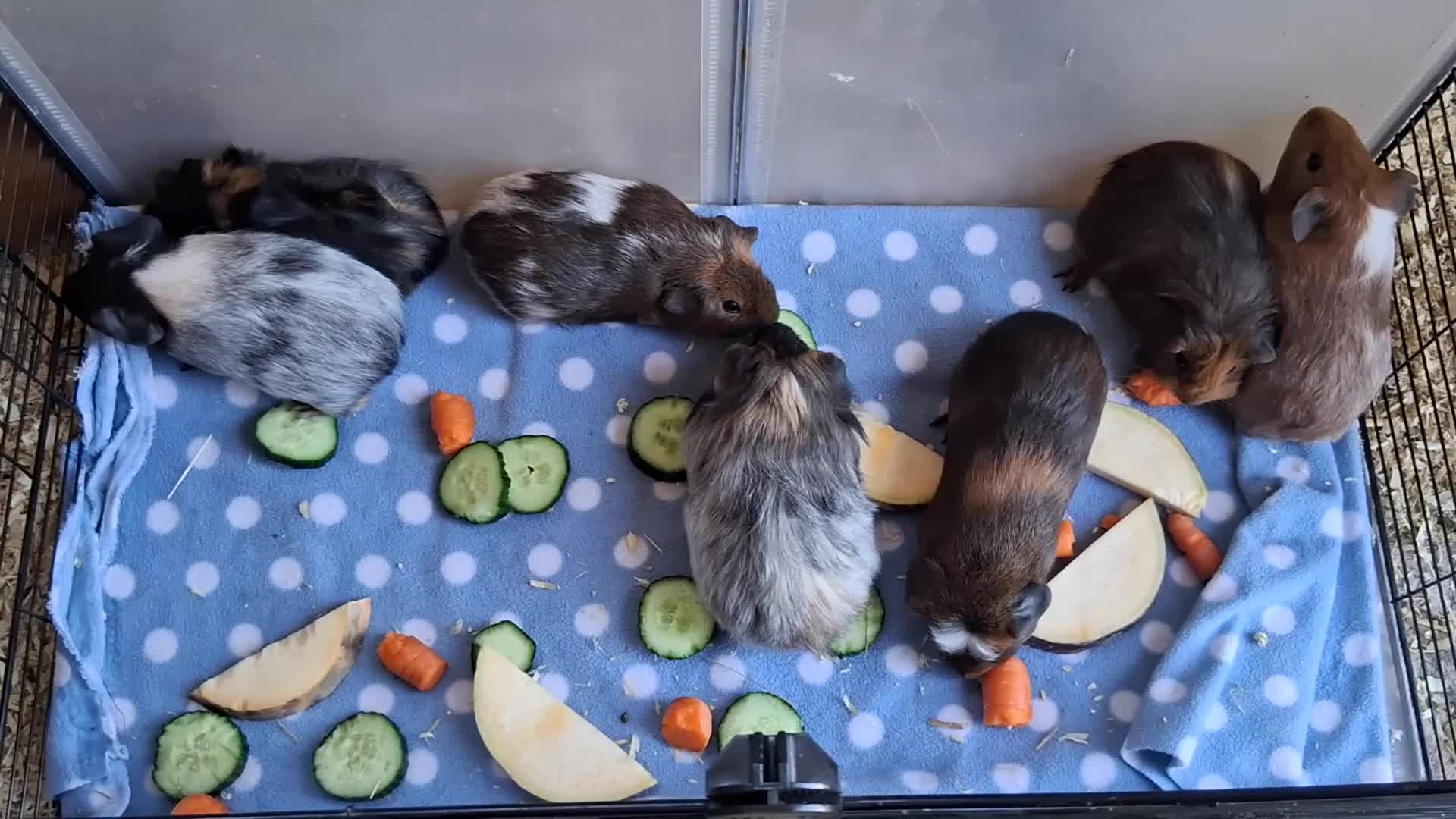 Guinea Pig rodents for sale: 7 beautiful baby guinea pigs for sale - Video 1